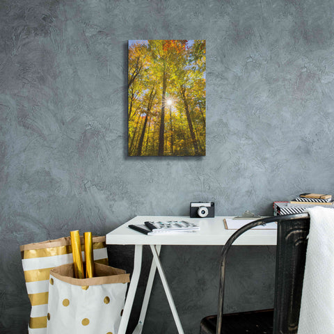 Image of 'Autumn Foliage Sunburst III' by Alan Majchrowicz,Giclee Canvas Wall Art,12x18