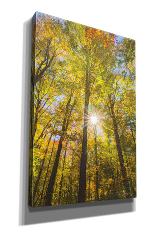 Image of 'Autumn Foliage Sunburst III' by Alan Majchrowicz,Giclee Canvas Wall Art