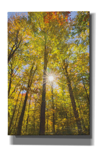 Image of 'Autumn Foliage Sunburst III' by Alan Majchrowicz,Giclee Canvas Wall Art