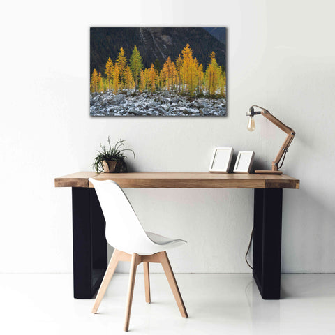 Image of 'Alpine Larches North Cascades' by Alan Majchrowicz,Giclee Canvas Wall Art,40x26