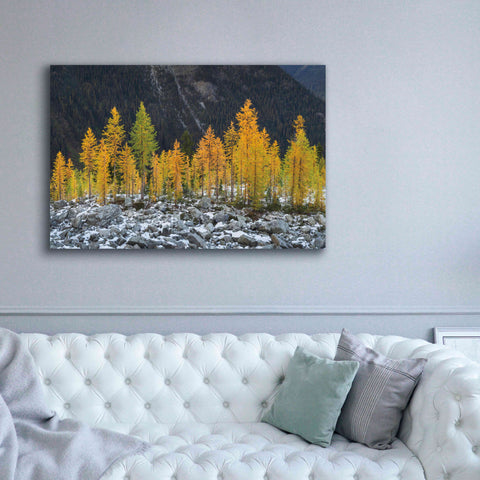 Image of 'Alpine Larches North Cascades' by Alan Majchrowicz,Giclee Canvas Wall Art,60x40