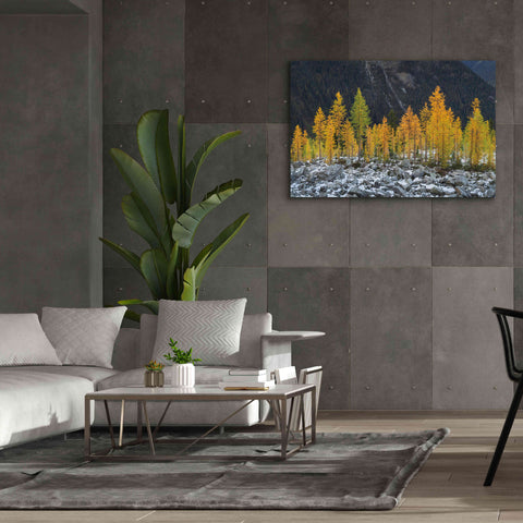 Image of 'Alpine Larches North Cascades' by Alan Majchrowicz,Giclee Canvas Wall Art,60x40