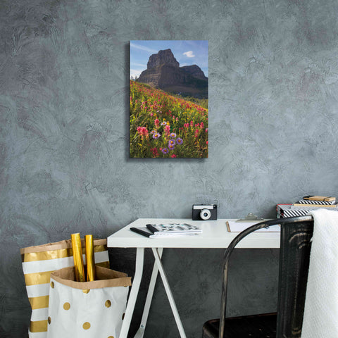 Image of 'Boulder Pass Wildflowers' by Alan Majchrowicz,Giclee Canvas Wall Art,12x18