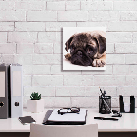 Image of 'Sad Sack Pug' by Edward M. Fielding, Giclee Canvas Wall Art,12x12