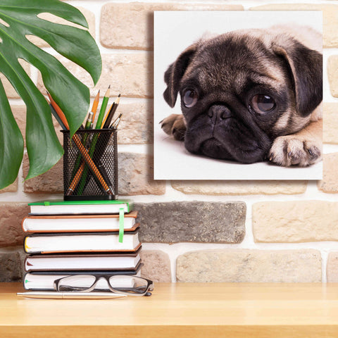 Image of 'Sad Sack Pug' by Edward M. Fielding, Giclee Canvas Wall Art,12x12
