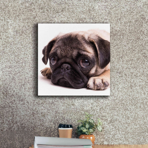 Image of 'Sad Sack Pug' by Edward M. Fielding, Giclee Canvas Wall Art,18x18
