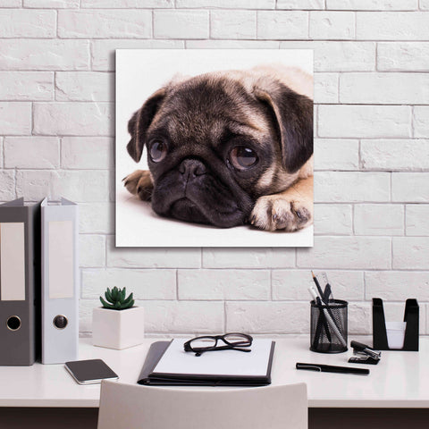 Image of 'Sad Sack Pug' by Edward M. Fielding, Giclee Canvas Wall Art,18x18