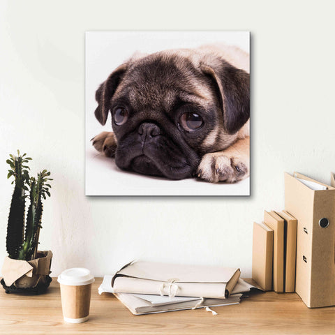 Image of 'Sad Sack Pug' by Edward M. Fielding, Giclee Canvas Wall Art,18x18