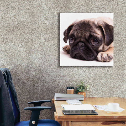 Image of 'Sad Sack Pug' by Edward M. Fielding, Giclee Canvas Wall Art,26x26
