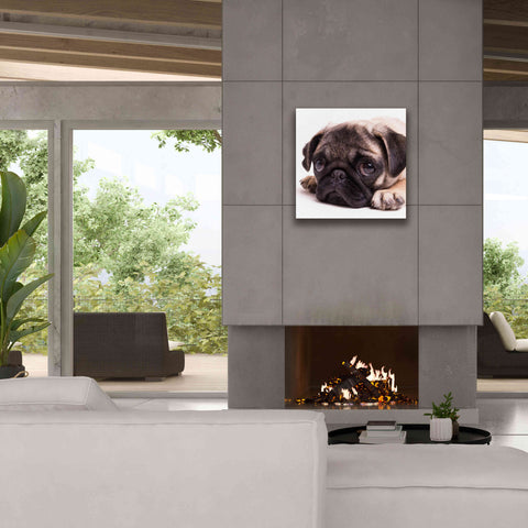 Image of 'Sad Sack Pug' by Edward M. Fielding, Giclee Canvas Wall Art,26x26