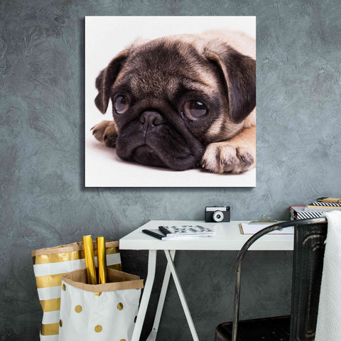 Image of 'Sad Sack Pug' by Edward M. Fielding, Giclee Canvas Wall Art,26x26