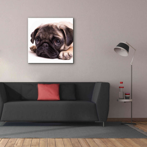 Image of 'Sad Sack Pug' by Edward M. Fielding, Giclee Canvas Wall Art,37x37