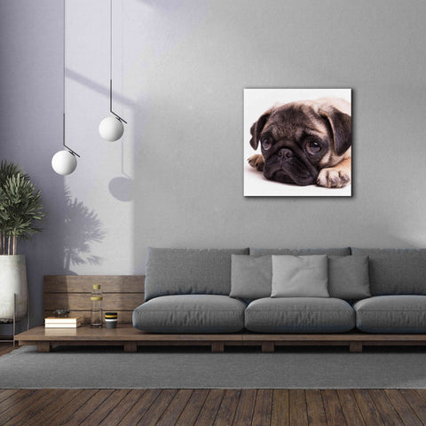 Image of 'Sad Sack Pug' by Edward M. Fielding, Giclee Canvas Wall Art,37x37