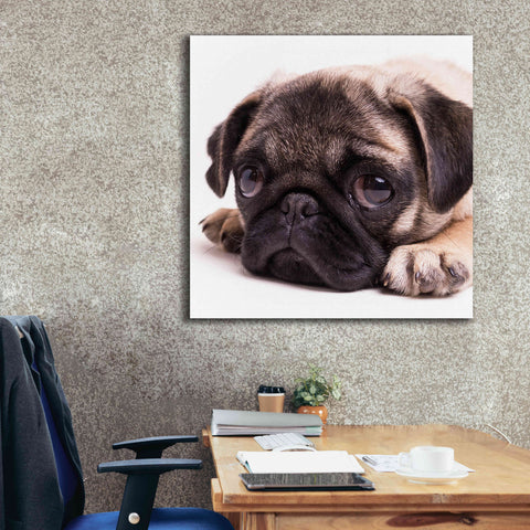 Image of 'Sad Sack Pug' by Edward M. Fielding, Giclee Canvas Wall Art,37x37