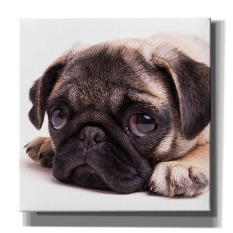 Image of 'Sad Sack Pug' by Edward M. Fielding, Giclee Canvas Wall Art