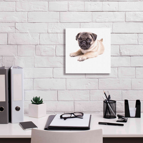 Image of 'Cute Pug Puppy' by Edward M. Fielding, Giclee Canvas Wall Art,12x12
