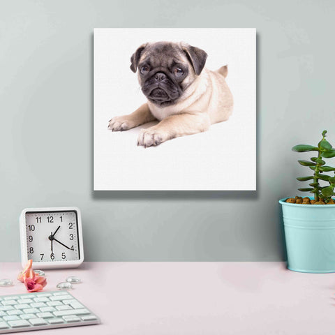 Image of 'Cute Pug Puppy' by Edward M. Fielding, Giclee Canvas Wall Art,12x12