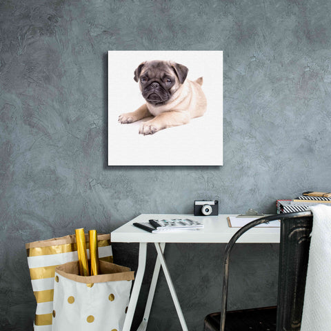 Image of 'Cute Pug Puppy' by Edward M. Fielding, Giclee Canvas Wall Art,18x18