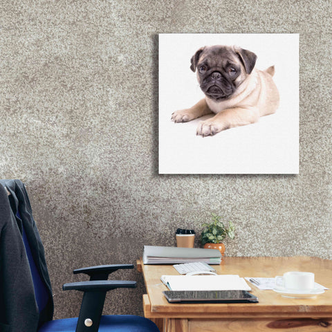 Image of 'Cute Pug Puppy' by Edward M. Fielding, Giclee Canvas Wall Art,26x26