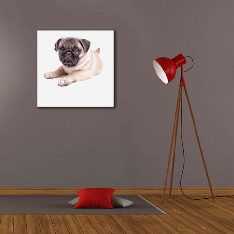 Image of 'Cute Pug Puppy' by Edward M. Fielding, Giclee Canvas Wall Art,26x26