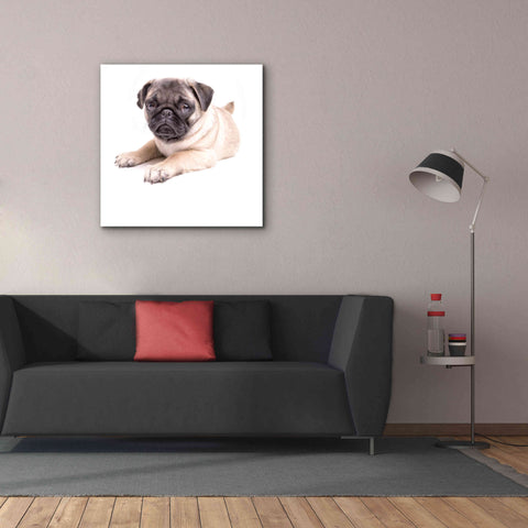 Image of 'Cute Pug Puppy' by Edward M. Fielding, Giclee Canvas Wall Art,37x37