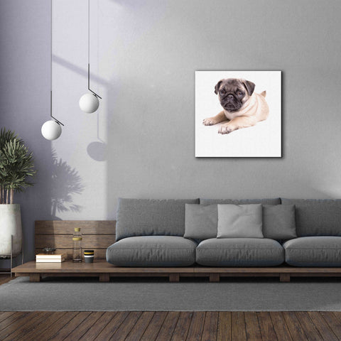 Image of 'Cute Pug Puppy' by Edward M. Fielding, Giclee Canvas Wall Art,37x37