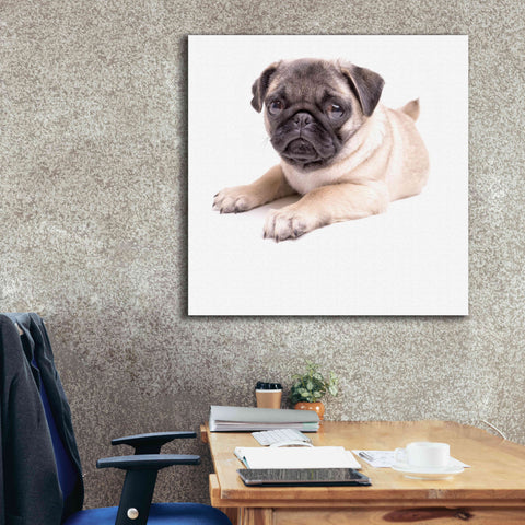 Image of 'Cute Pug Puppy' by Edward M. Fielding, Giclee Canvas Wall Art,37x37