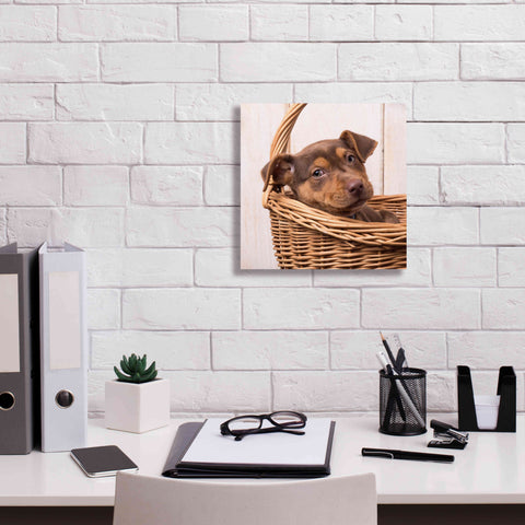 Image of 'Puppy in a Basket' by Edward M. Fielding, Giclee Canvas Wall Art,12x12