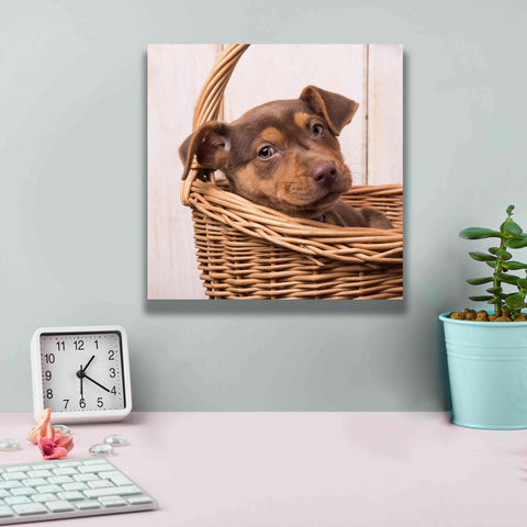 Image of 'Puppy in a Basket' by Edward M. Fielding, Giclee Canvas Wall Art,12x12