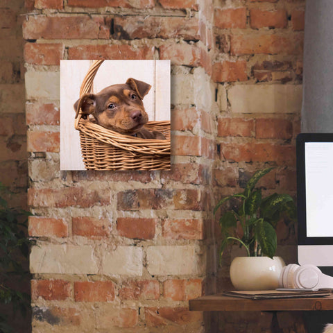 Image of 'Puppy in a Basket' by Edward M. Fielding, Giclee Canvas Wall Art,12x12