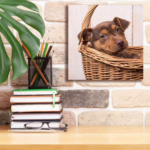 Image of 'Puppy in a Basket' by Edward M. Fielding, Giclee Canvas Wall Art,12x12
