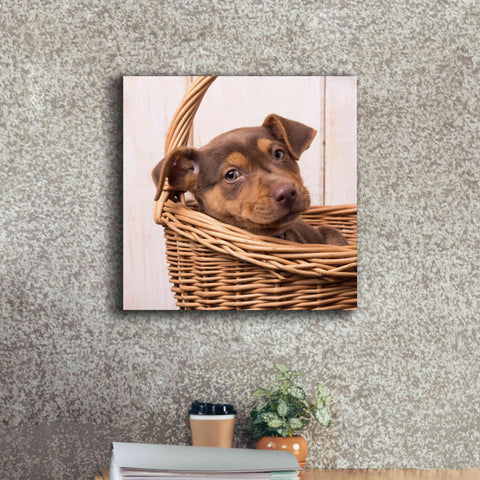Image of 'Puppy in a Basket' by Edward M. Fielding, Giclee Canvas Wall Art,18x18