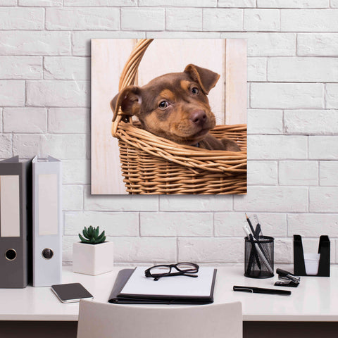 Image of 'Puppy in a Basket' by Edward M. Fielding, Giclee Canvas Wall Art,18x18