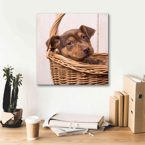 Image of 'Puppy in a Basket' by Edward M. Fielding, Giclee Canvas Wall Art,18x18