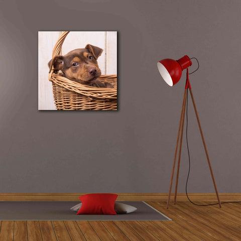 Image of 'Puppy in a Basket' by Edward M. Fielding, Giclee Canvas Wall Art,26x26