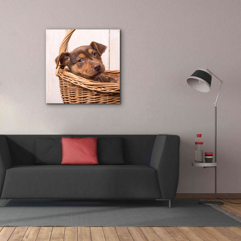 Image of 'Puppy in a Basket' by Edward M. Fielding, Giclee Canvas Wall Art,37x37