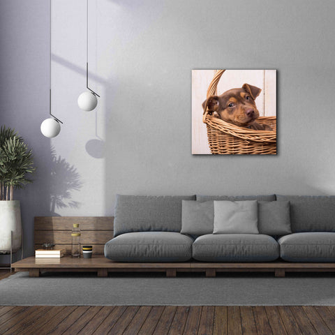 Image of 'Puppy in a Basket' by Edward M. Fielding, Giclee Canvas Wall Art,37x37