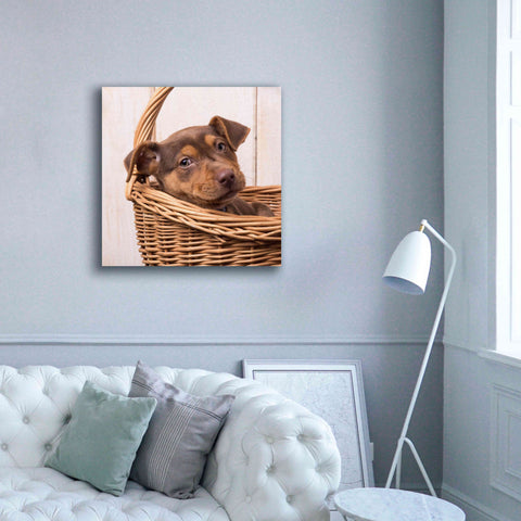 Image of 'Puppy in a Basket' by Edward M. Fielding, Giclee Canvas Wall Art,37x37