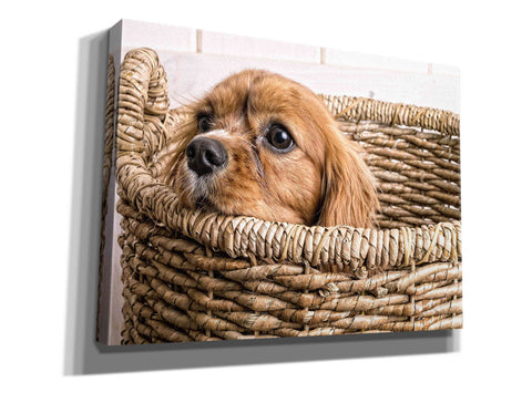 Image of 'Puppy in a Laundry Basket' by Edward M. Fielding, Giclee Canvas Wall Art