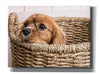 'Puppy in a Laundry Basket' by Edward M. Fielding, Giclee Canvas Wall Art