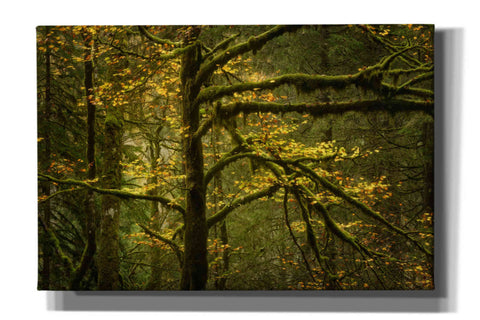 Image of 'Golden Drops' by Enrico Fossati, Giclee Canvas Wall Art