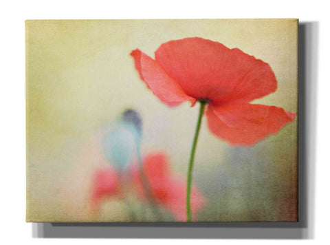 Image of 'Poppy' by Kim Fearheiley, Giclee Canvas Wall Art