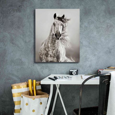 Image of 'Caballo de Andaluz' by Lisa Dearing, Giclee Canvas Wall Art,20x24