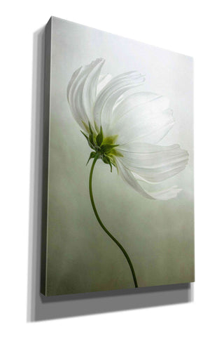 Image of 'Cosmos Charisma' by Mandy Disher, Giclee Canvas Wall Art