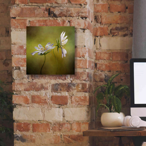 Image of 'Echo' by Mandy Disher, Giclee Canvas Wall Art,12x12