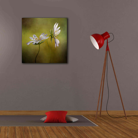 Image of 'Echo' by Mandy Disher, Giclee Canvas Wall Art,26x26