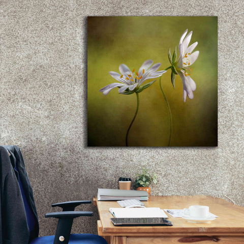 Image of 'Echo' by Mandy Disher, Giclee Canvas Wall Art,37x37