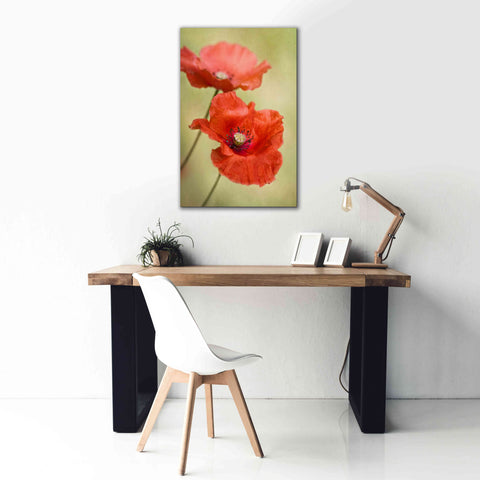Image of 'Papaver Passion' by Mandy Disher, Giclee Canvas Wall Art,26x40