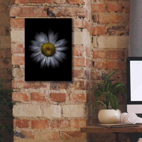 Image of 'Backyard Flowers 13 Color Version' by Brian Carson, Giclee Canvas Wall Art,12 x 16