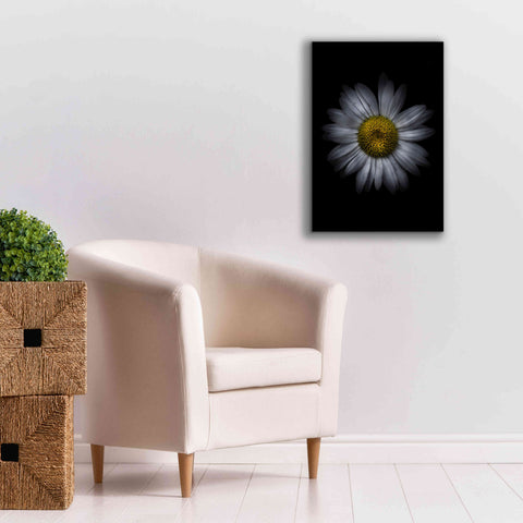 Image of 'Backyard Flowers 13 Color Version' by Brian Carson, Giclee Canvas Wall Art,18 x 26